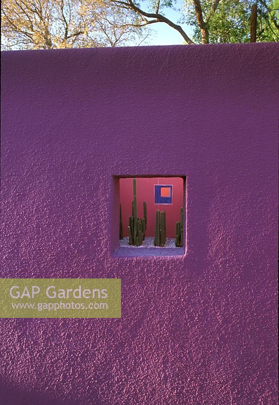 Jardin d'inspiration conceptuelle Luis Barragan avec plantation minimale de cactus dans la chambre vue à travers la fenêtre dans le mur peint en violet - El Paso, Texas USA