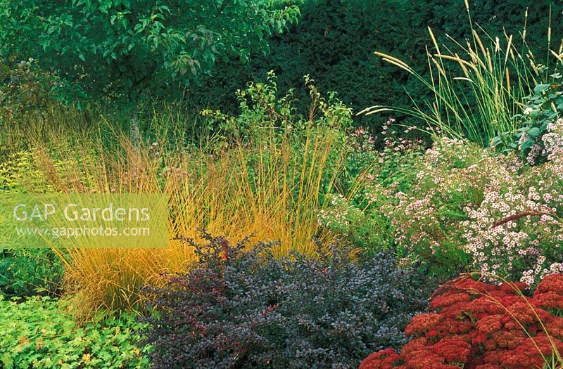 Parterre d'automne avec Molinia caerulea 'Heidebraut', Berberis x media 'Red Jewel' Sedum, Pennisetum macrourum et Aster 'Kylie'