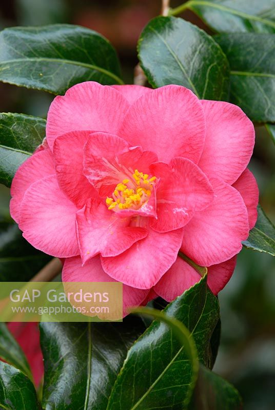 Camellia japonica 'Lady Vansittart Pink'