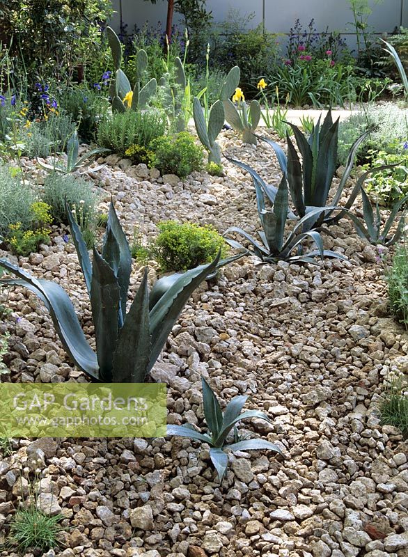 Plantes succulentes et cactus avec paillis de roche calcaire concassée