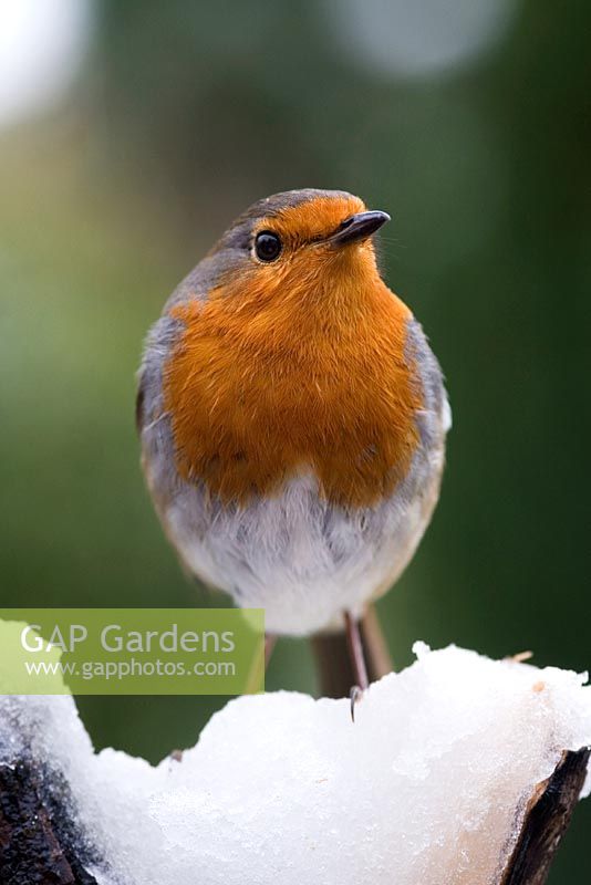 Vue de face de Robin redbreast sur une branche enneigée se bouchent