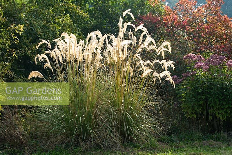 Cortaderia richardii en automne parterre de fleurs - Waterperry Garden, Oxfordshire