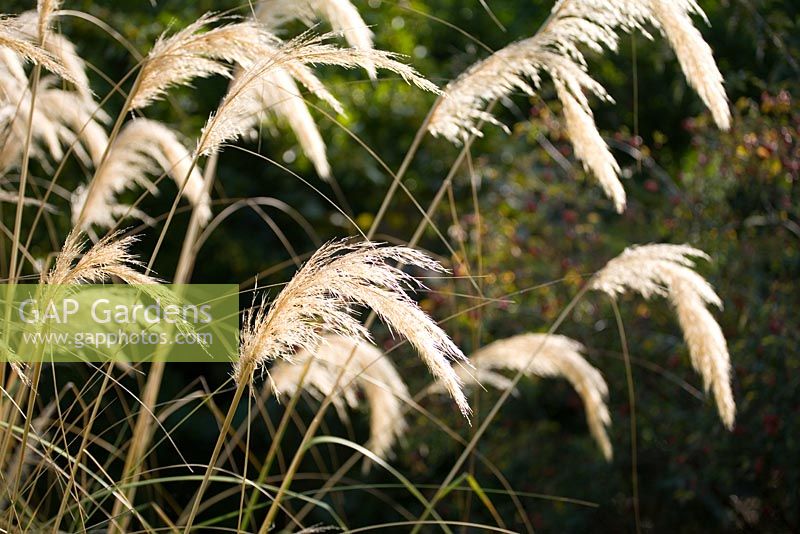 Cortaderia richardii