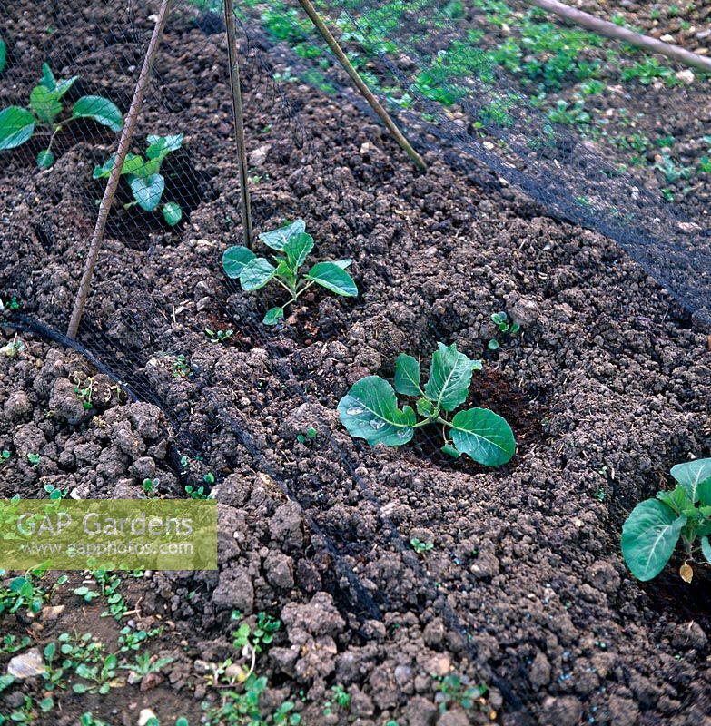 Brassica oleracea var botrytis 'Toute l'année' - Jeunes plants de chou-fleur, protégés par filet