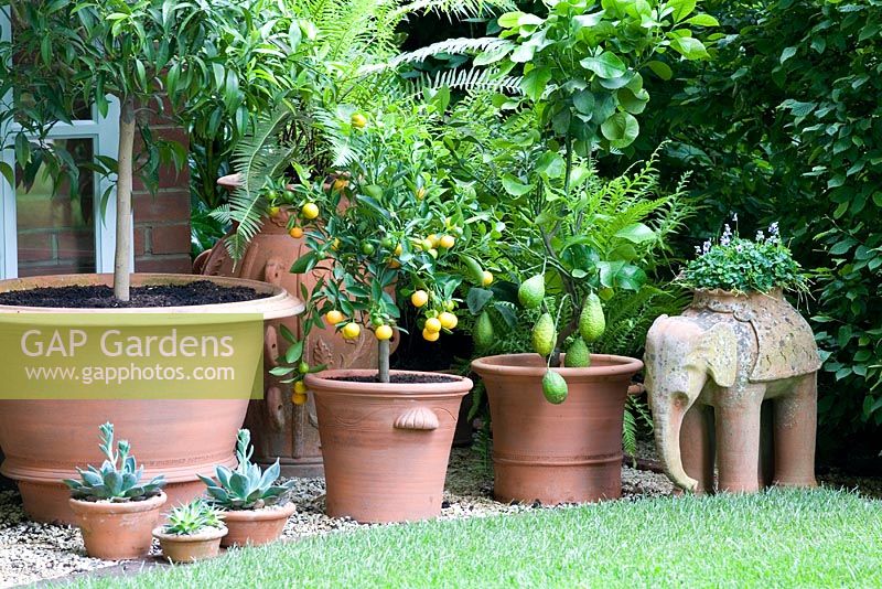 Pavillon Johnston avec des plantes en pot exotiques dans le jardin Chris Beardshaw - Célébration des 100 ans du manoir Hidcote, Chelsea 2007