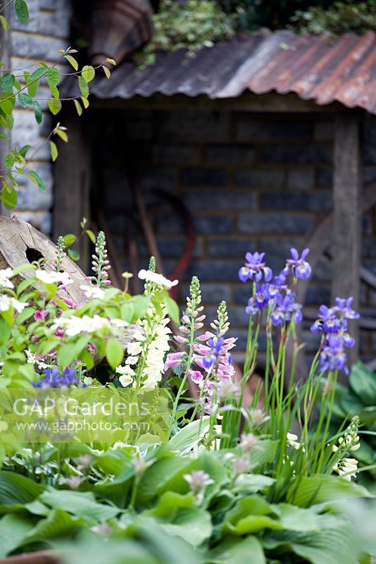 Digitalis purpurea, Hosta et Iris sibirica dans le 'Jardin en milieu rural' - The Brett Landscaping Garden, Chelsea 2007