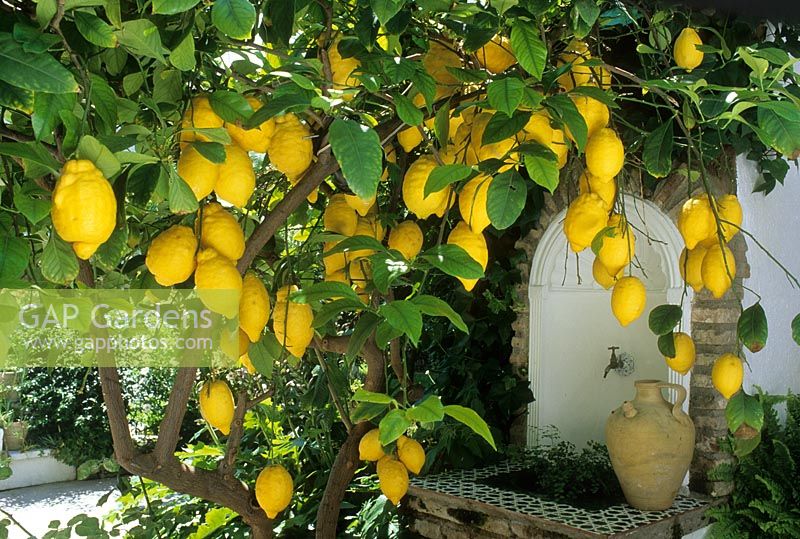 Citrus limon - Citronnier. Cordoue, Espagne