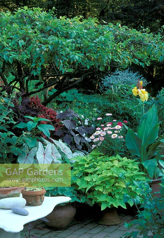 Arrangement en pot de plantes à feuillage sur terrasse ombragée avec Coleus, Calladium, Canna et Ipomoea - USA
