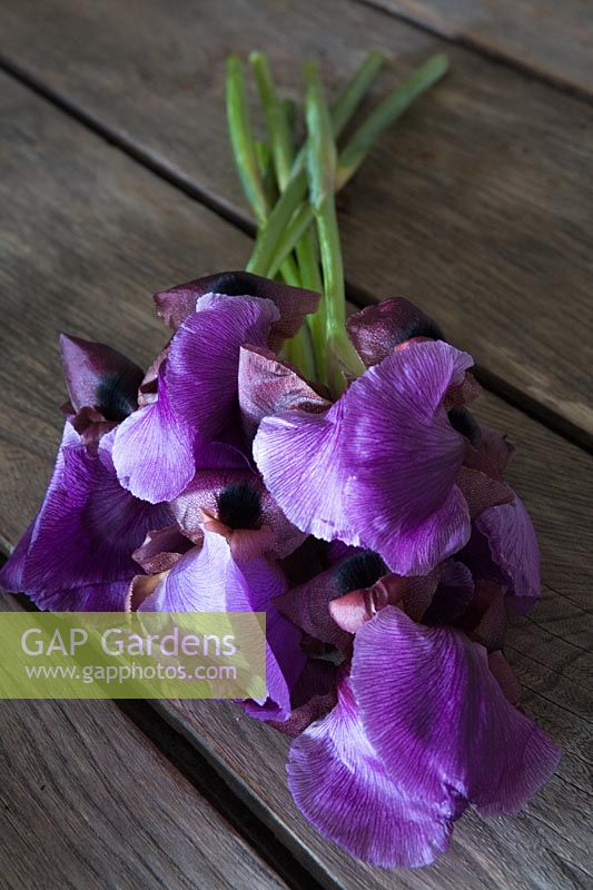 Iris barbu fraîchement coupé - Pétales violets côtelés avec des chutes brun rougeâtre tachetées et une marque noire
