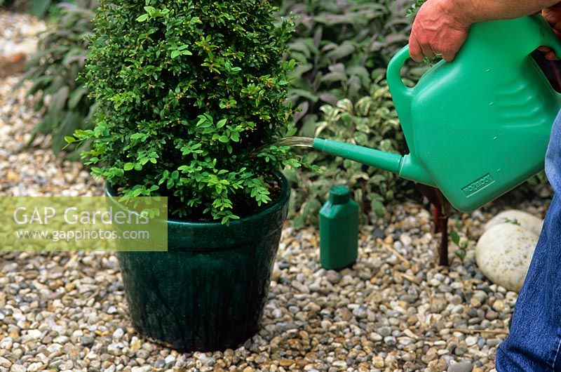 Donner une alimentation liquide au topiaire Buxus en pot