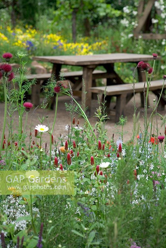 Cirsium rivulare 'Atropurpureum' et Trifolium incarnata - The Fetzer Sustainable Winery Garden - Chelsea 2007