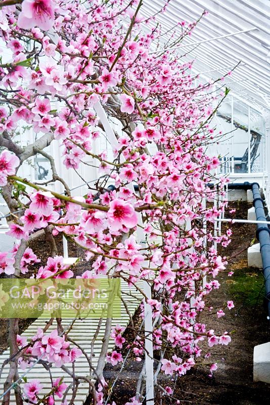 Nectarine en forme d'éventail 'Humboldt' poussant dans une serre victorienne à West Dean