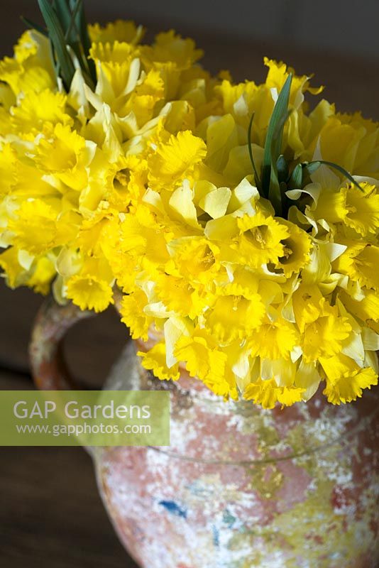 Narcissus pseudonarcissus - Jonquille sauvage poussant couramment dans toute l'Europe - Bouquets naturels dans un vase