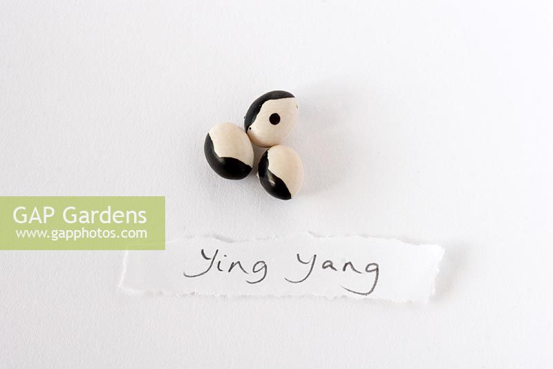 Haricot biologique séché 'Ying Yang' - De la pépinière de haricots et d'herbes, Wiltshire