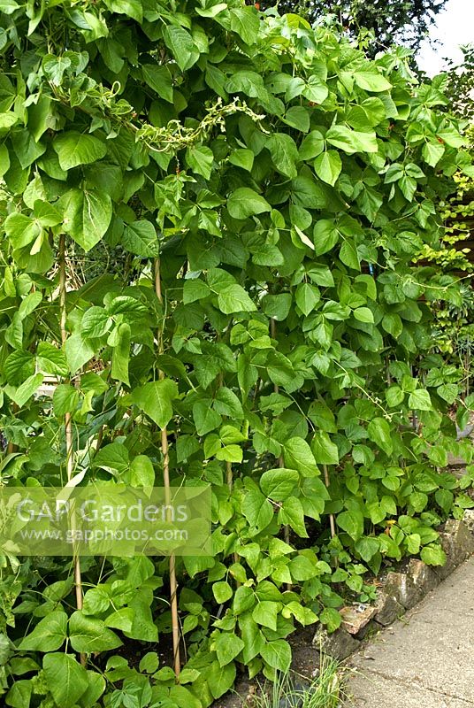 Haricots jalonnés - Phaseolus coccineus 'Enorma' en parterre de jardin