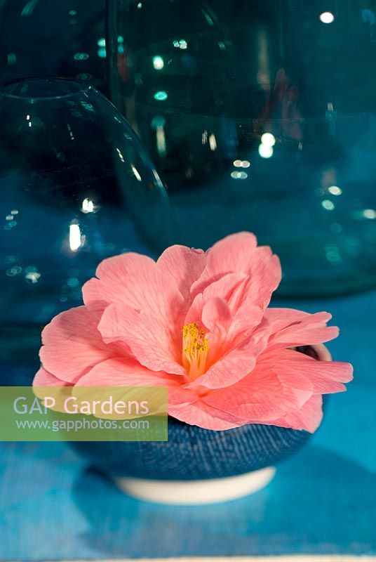 Camellia x williamsii 'Donation' - Fleur rose unique dans un bol