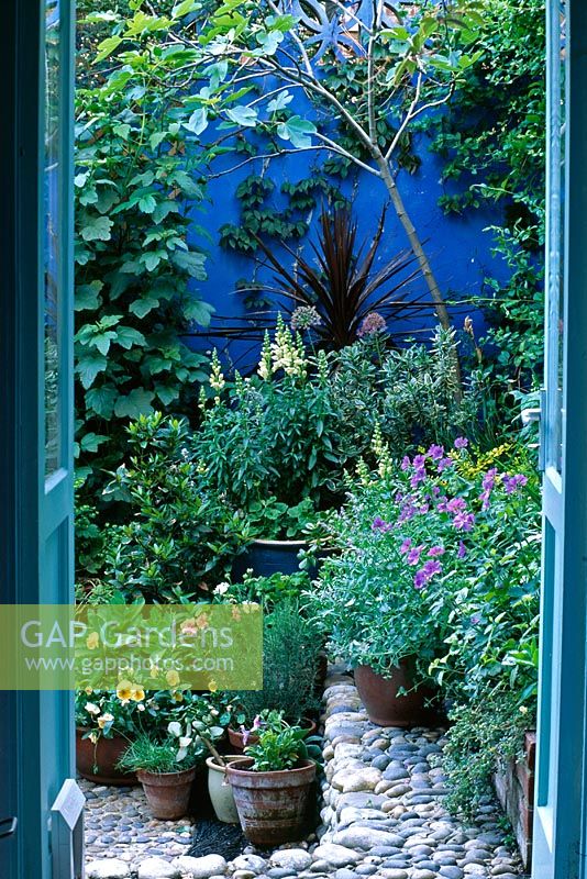 Vue à travers les portes-fenêtres sur petit jardin cour. Nepeta, Alliums et Lupinus en pots, figuier en arrière-plan