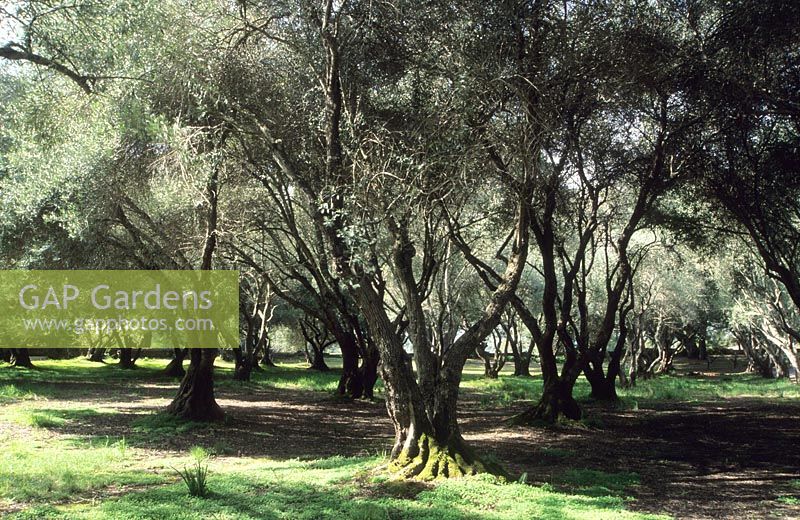 Olea europaea - oliveraie