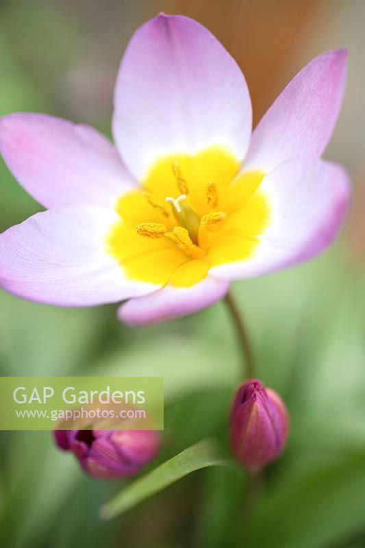 Tulipa saxatalis Bakeri Group 'Lilac Wonder '