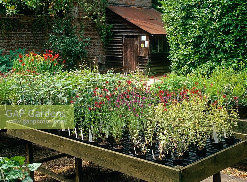 Zone de vente de plantes à la pépinière Salvia de Dyson avec appentis