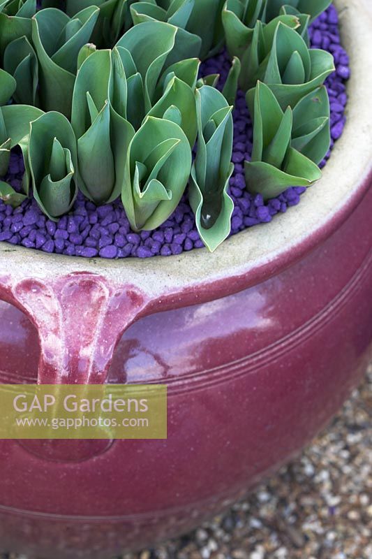 Tulipa 'Angelique' pousses en pot décoratif avec gravier coloré