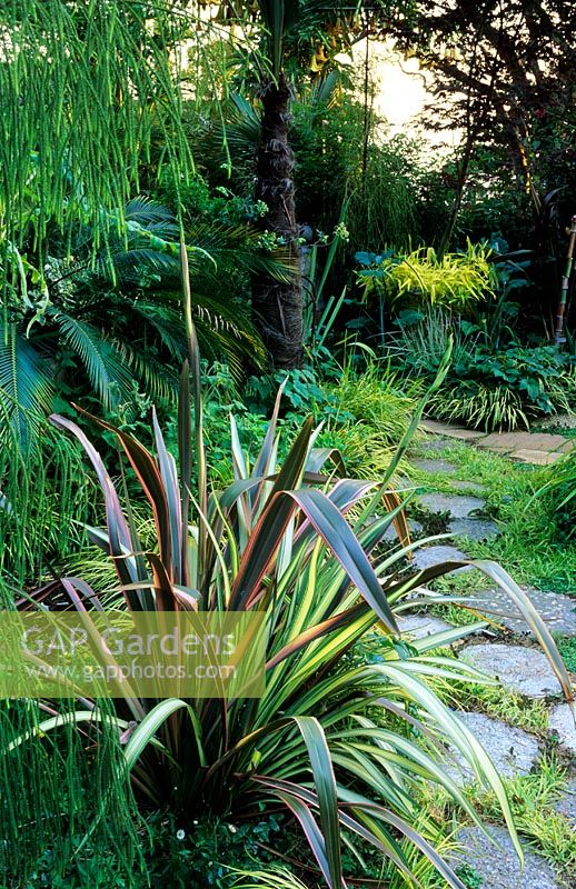 Jardin de feuillage informel avec Phormium tenax 'Maori Sunrise' au jardin de Roger Rache à Berkeley, Callifornia