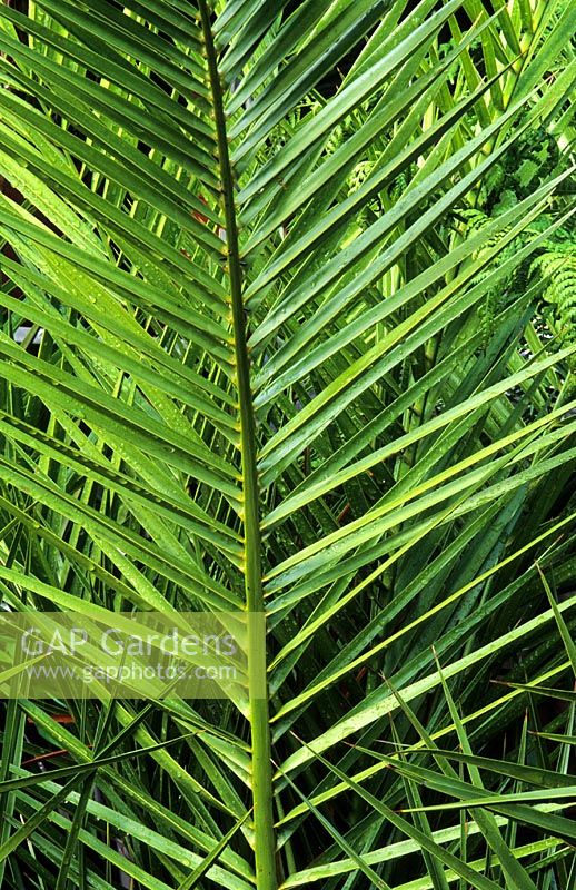 Phoenix canariensis - palmier dattier nain