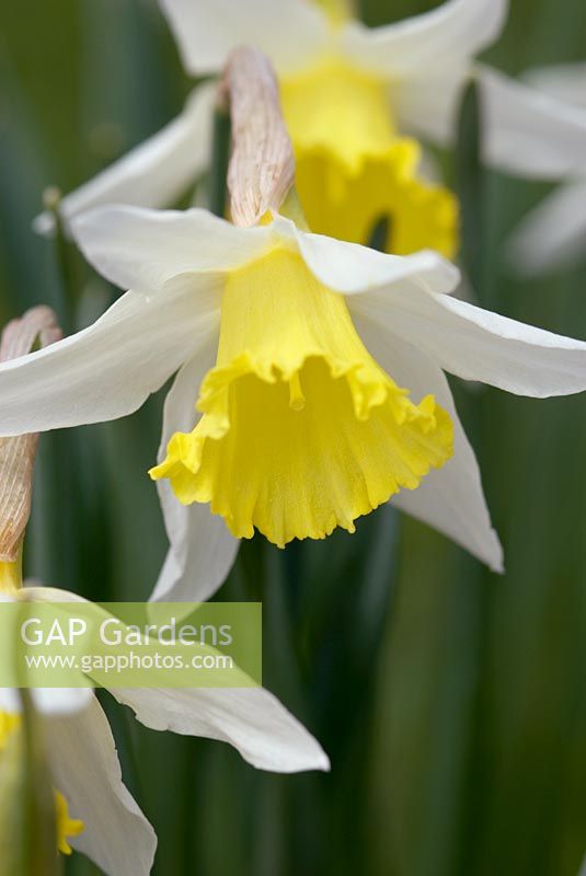 Narcisse 'Jack Snipe' en fleur en avril