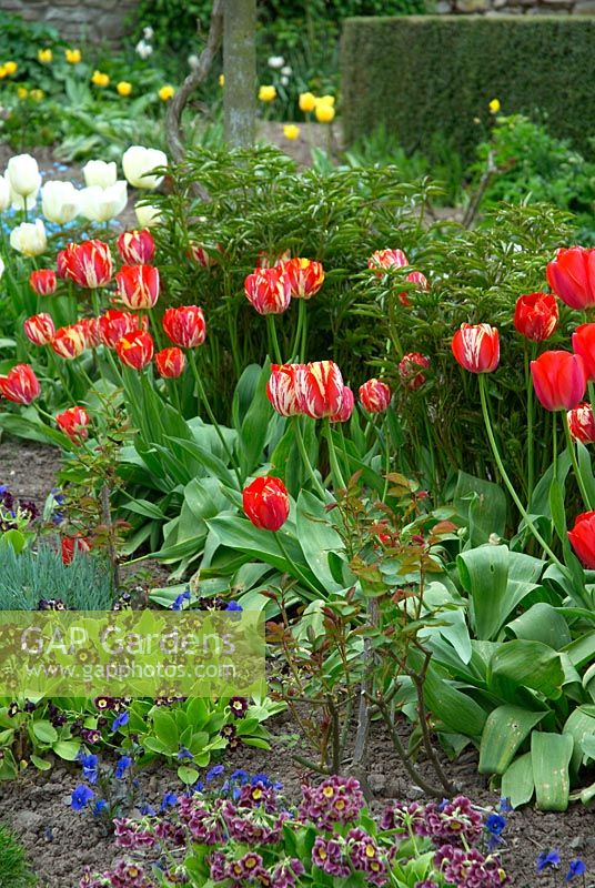 Parterre de jardin de coupe avec Primula auriculas et Tulipa à virus rouge
