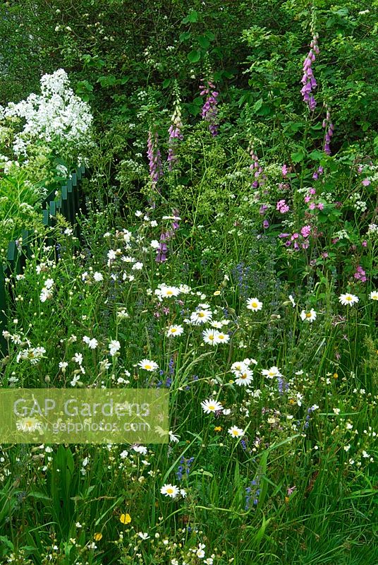 Un coin de fleurs sauvages, dont Digitalis purpurea, Silene alba et des marguerites à œil de boeuf - The Thomas Telford Tollhouse Garden, Chelsea 2007