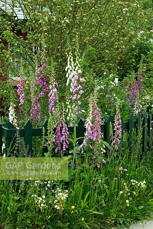Digitalis purpurea et fleurs sauvages poussant à côté d'une clôture dans un petit jardin avant - Le Thomas Telford Tollhouse Garden, Chelsea 2007