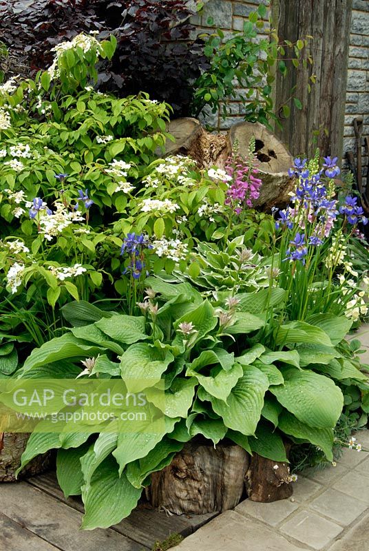 Petit parterre de fleurs avec Hosta, Viburnum plicatum 'Mariesii' et Iris sibirica 'Perry's Blue' - The Brett Relationships Garden, Chelsea 2007