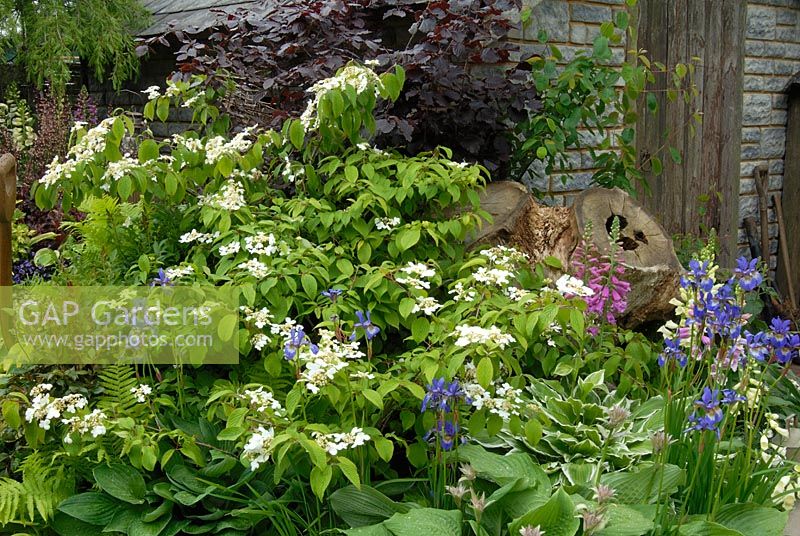 Petit parterre de fleurs avec Viburnum plicatum 'Mariesii', Hosta et Iris sibirica 'Perry's Blue' - The Brett Relationships Garden, Chelsea 2007