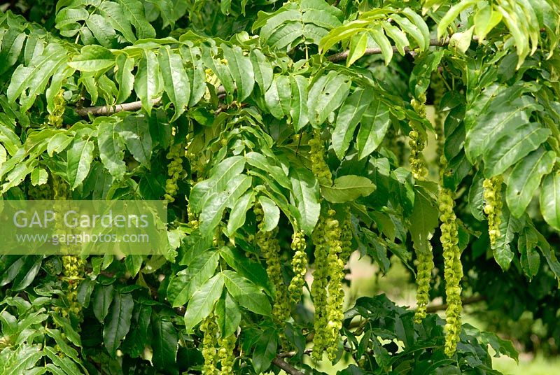 Pterocarya fraxinifolia - Écrou papillon du Caucase