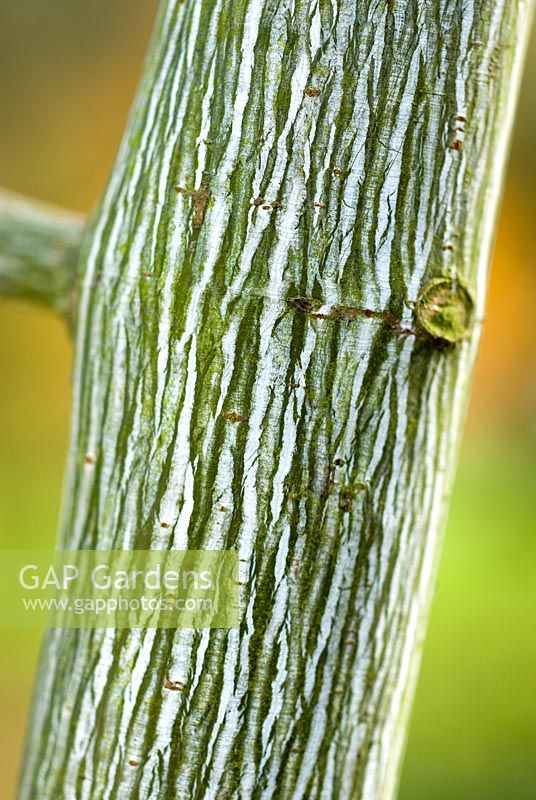 Acer tegmentosum - Érable d'Amur