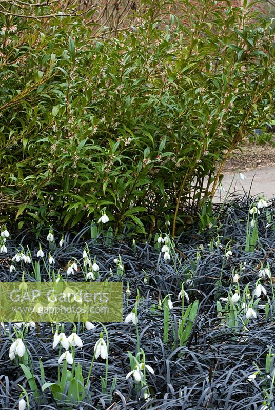Parterre d'hiver avec Galanthus nivalis - Perce-neige, Ophiopogon planiscapus 'Nigrescens' et Sarcococca hookeriana var Digyna - Sweet Box en février
