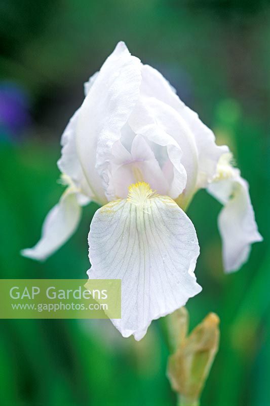 Iris 'Florentina' - Iris barbu fleurissant en juin