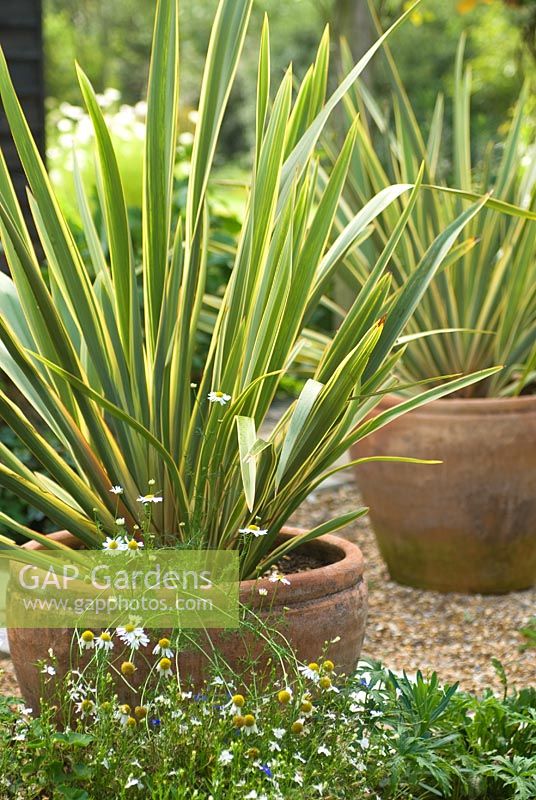 Pot en terre cuite avec Phormium tenax Variegatum - Flax Lily