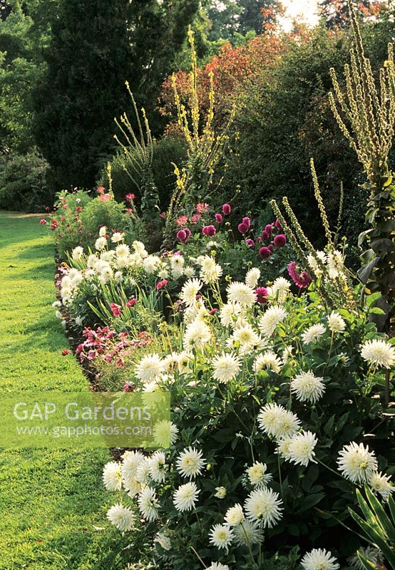 Dahlia 'Bonnie Blue' et grand cactus blanc Dahlias rétro-éclairé par le soleil d'automne