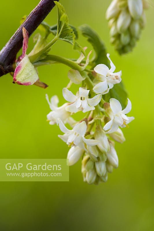 Ribes sanguineum 'White Icicle' AGM syn 'Ubric' - Groseille fleurie