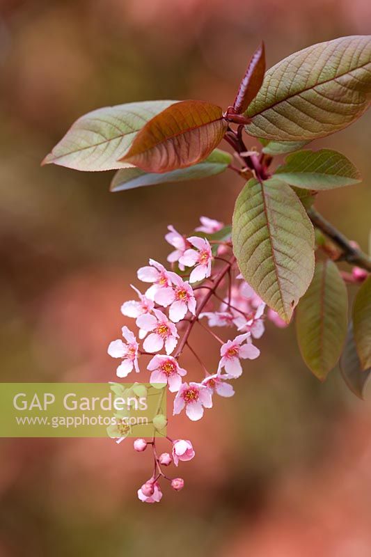 Prunus padus 'Colorata'