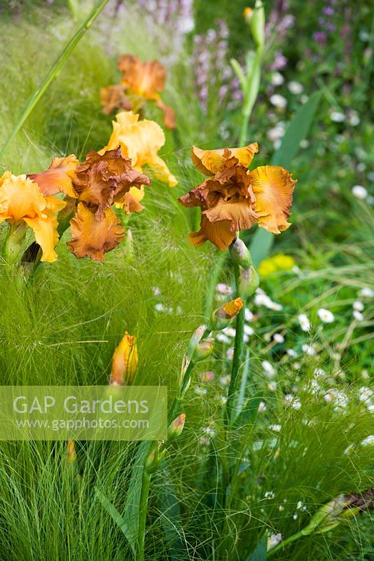 Stipa tennuissima et Iris 'Cable Car' - 'Laurent Perrier Garden', Chelsea 2007