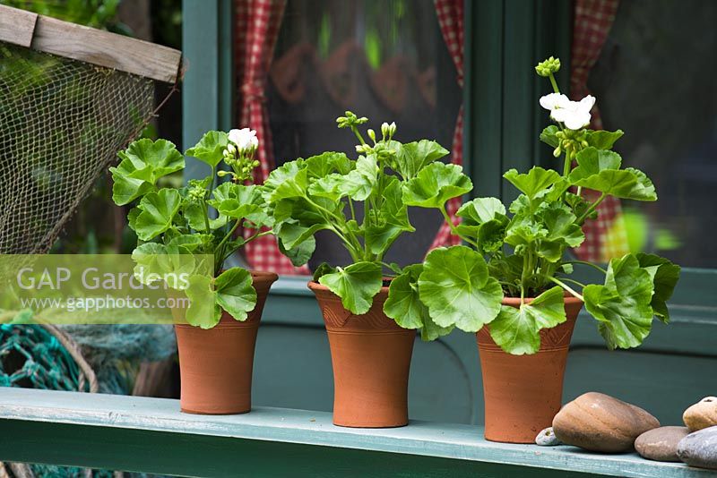 Pelargoniums en petits pots sur le rebord de la fenêtre - Jardin 'Shinglesea', Chelsea 2007