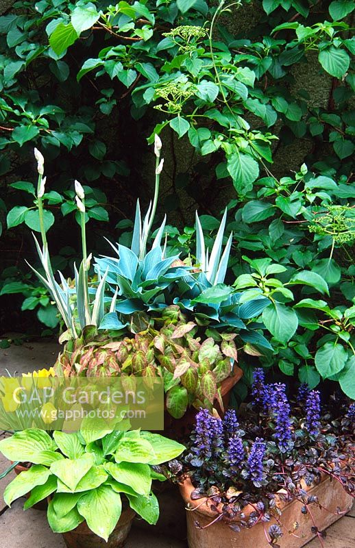Pot à feuillage printanier avec Iris laevigata 'Variegata', Hosta 'Halcyon' et Epimediums