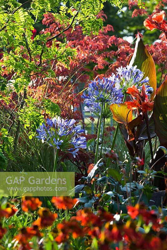 Helenium 'Moorheim Beauty', Agapanthus africanus et Canna - Jardin 'Growing Together', Hampton Court 2007