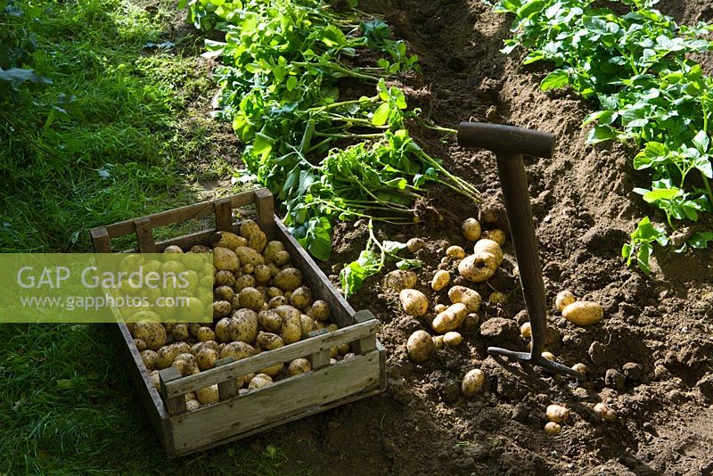 Pommes de terre fraîchement creusées - «Le bureau de poste du village, le garage et le jardin maraîcher», Hampton Court 2007