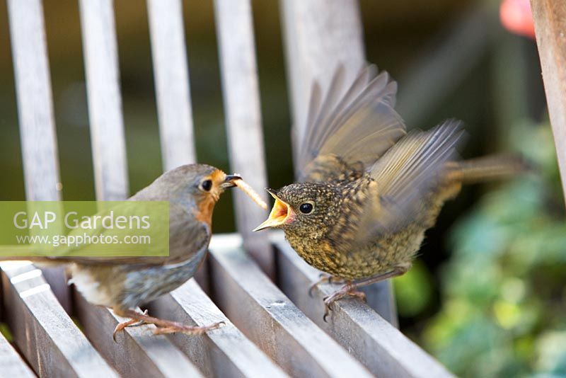Robin adulte européen nourrir les jeunes sur un siège de jardin