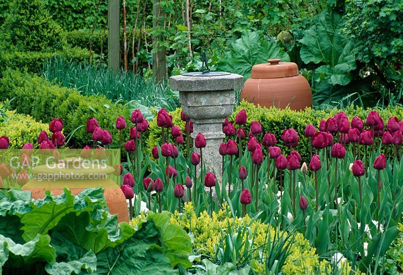 Tulipe 'Impression rose' à côté de la rhubarbe en terre cuite forçant des pots et un cadran solaire