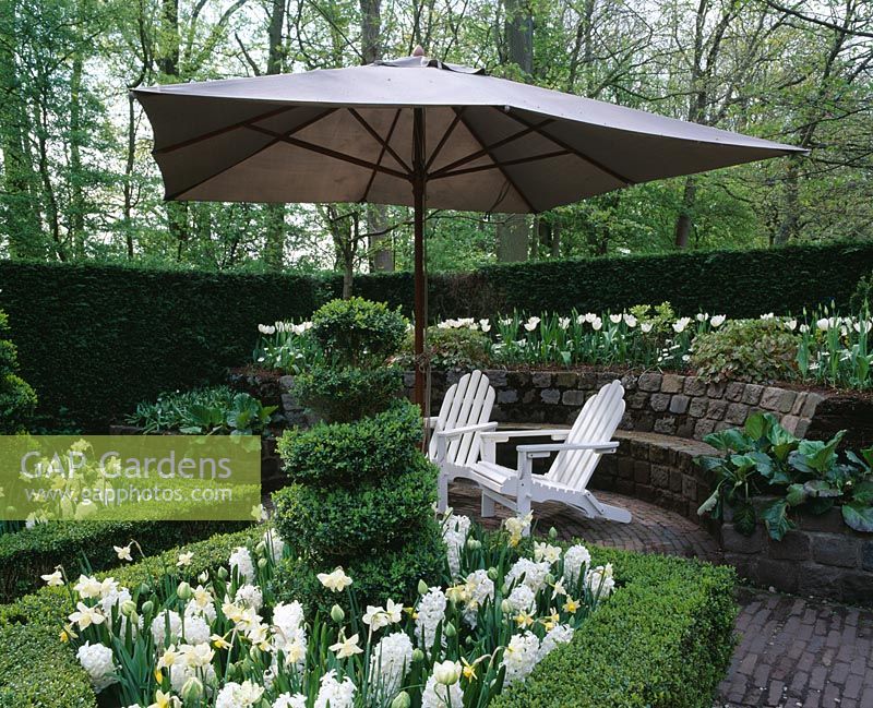 Jardin blanc formel avec haie de Buxus et topiaire, sièges et parasol. Hyacinthus 'Carnegie' et Narcissus 'Pueblo' en plates-bandes