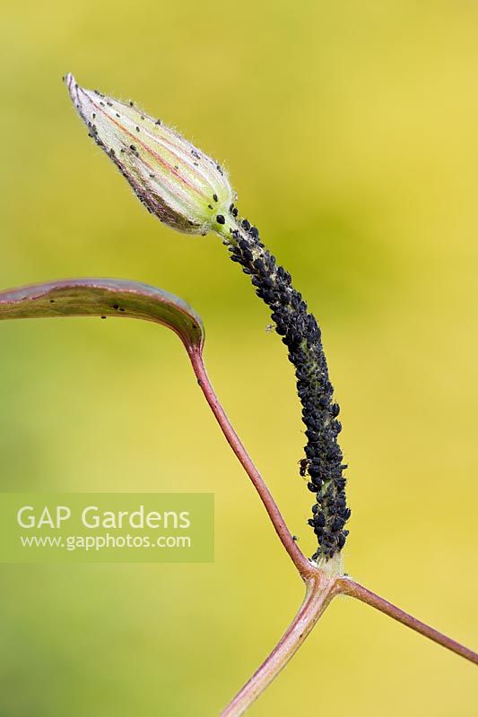Aphis fabae - Pucerons noirs ou mouche noire sur la pousse de l'abondance de clématite